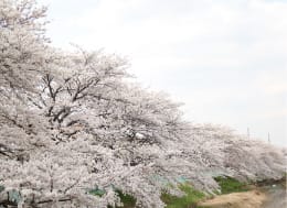 綾瀬川の桜（徒歩2分）
