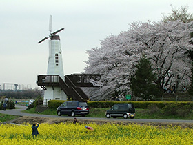 さいたま市エリアのお花見スポットをご紹介します！